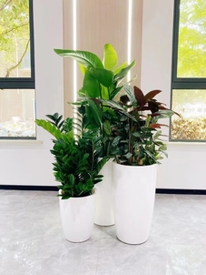 前湾花木租摆价格实惠